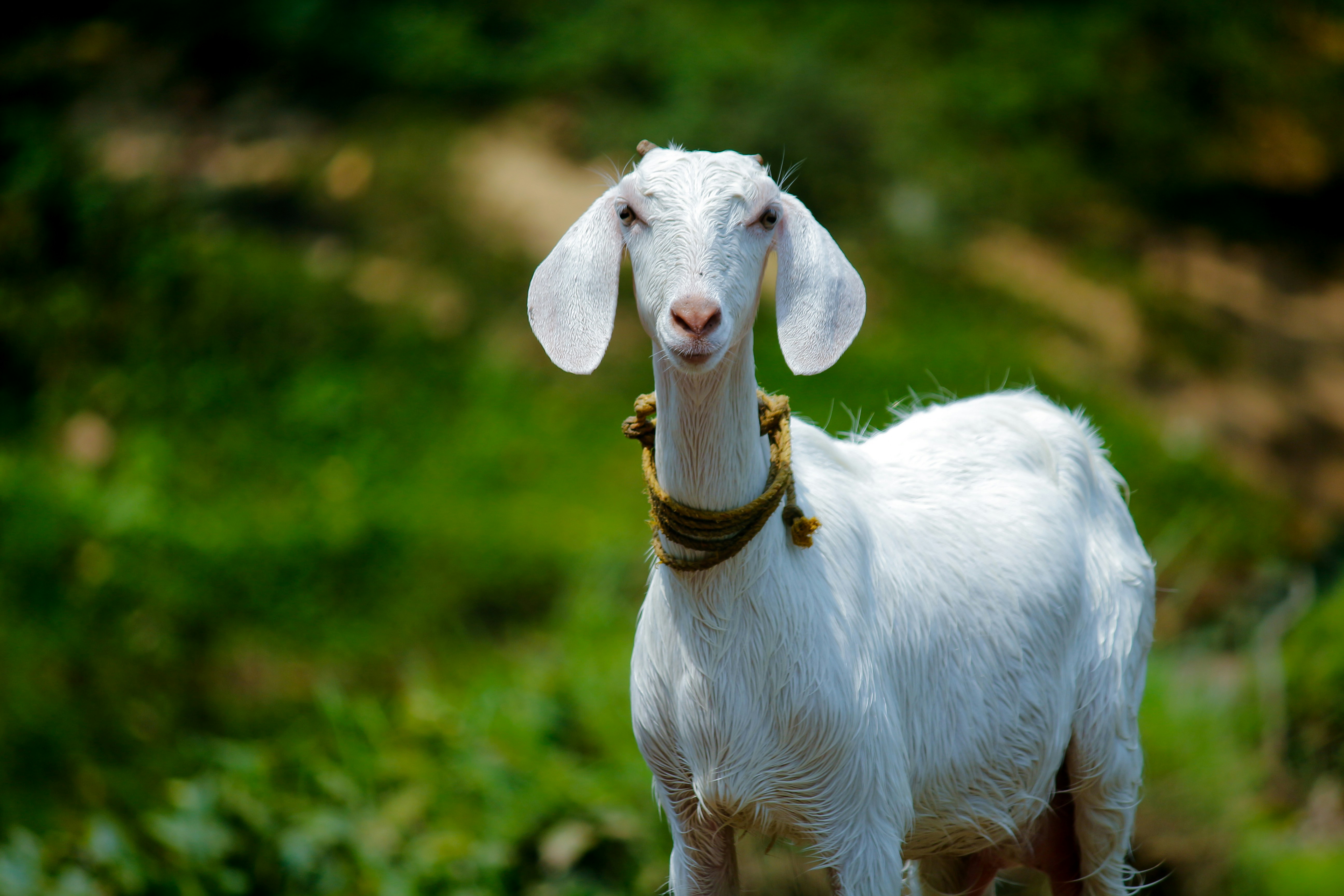 Palawa Agri